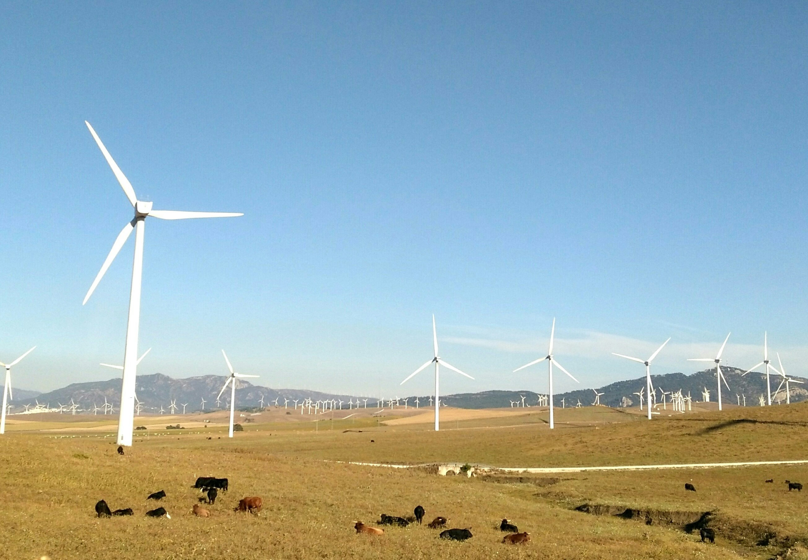 wind turbines on grass field