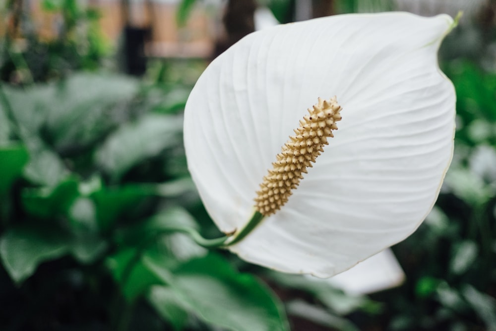 white petaled flower