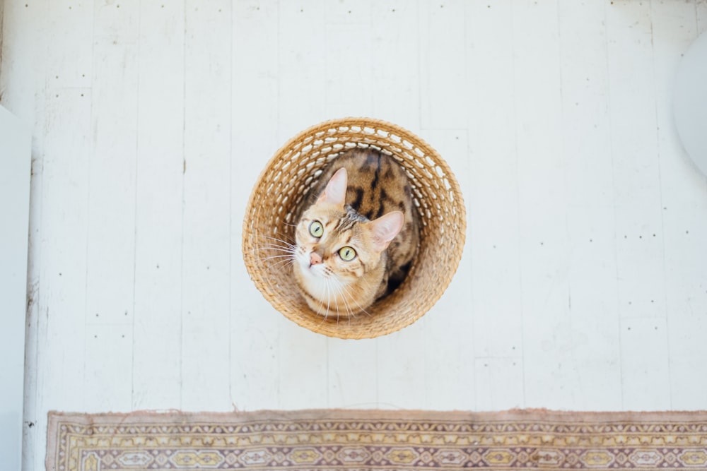 Chat brun sur panier en osier marron