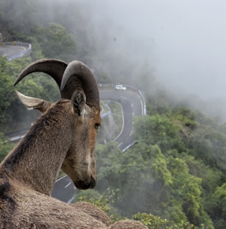 brown ram on mountain cliff