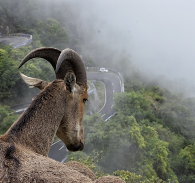 brown ram on mountain cliff