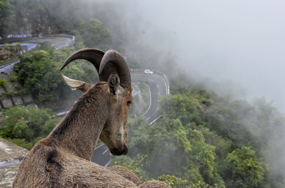 brown ram on mountain cliff