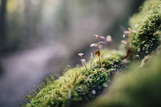 selective focus photo of purple and green grass