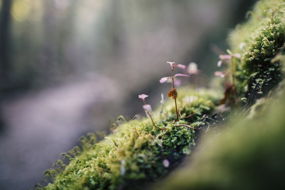 selective focus photo of purple and green grass