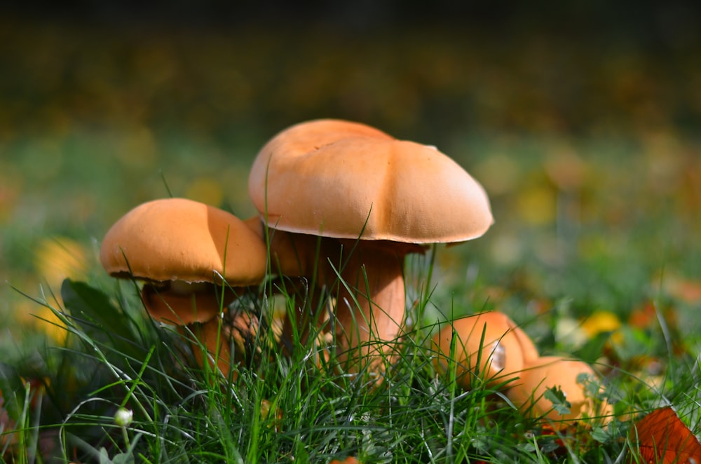 Photographie en gros plan de champignon brun