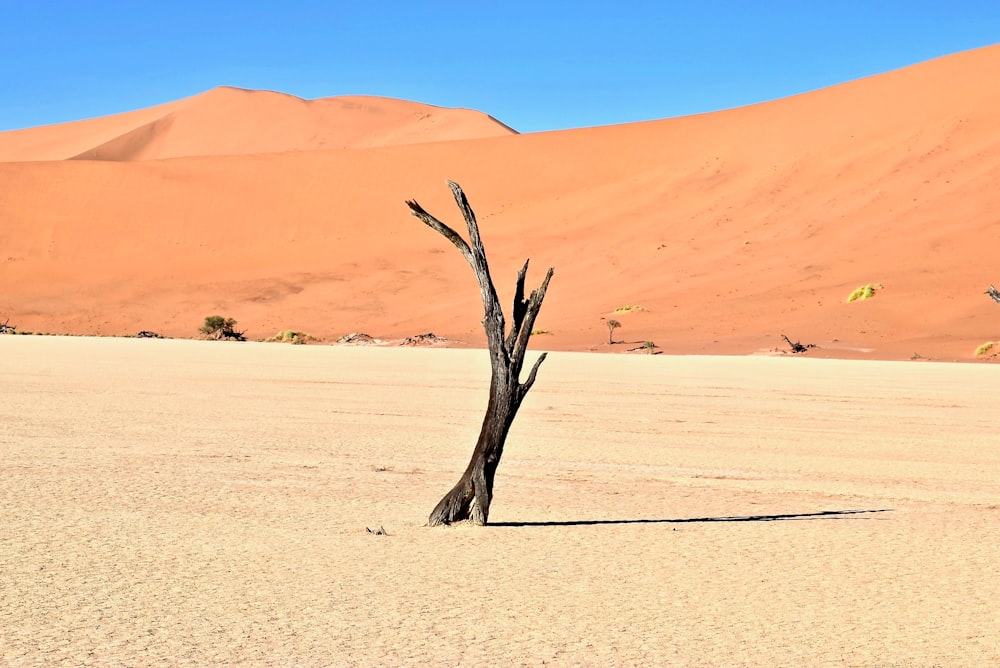 madeira marrom à deriva no deserto