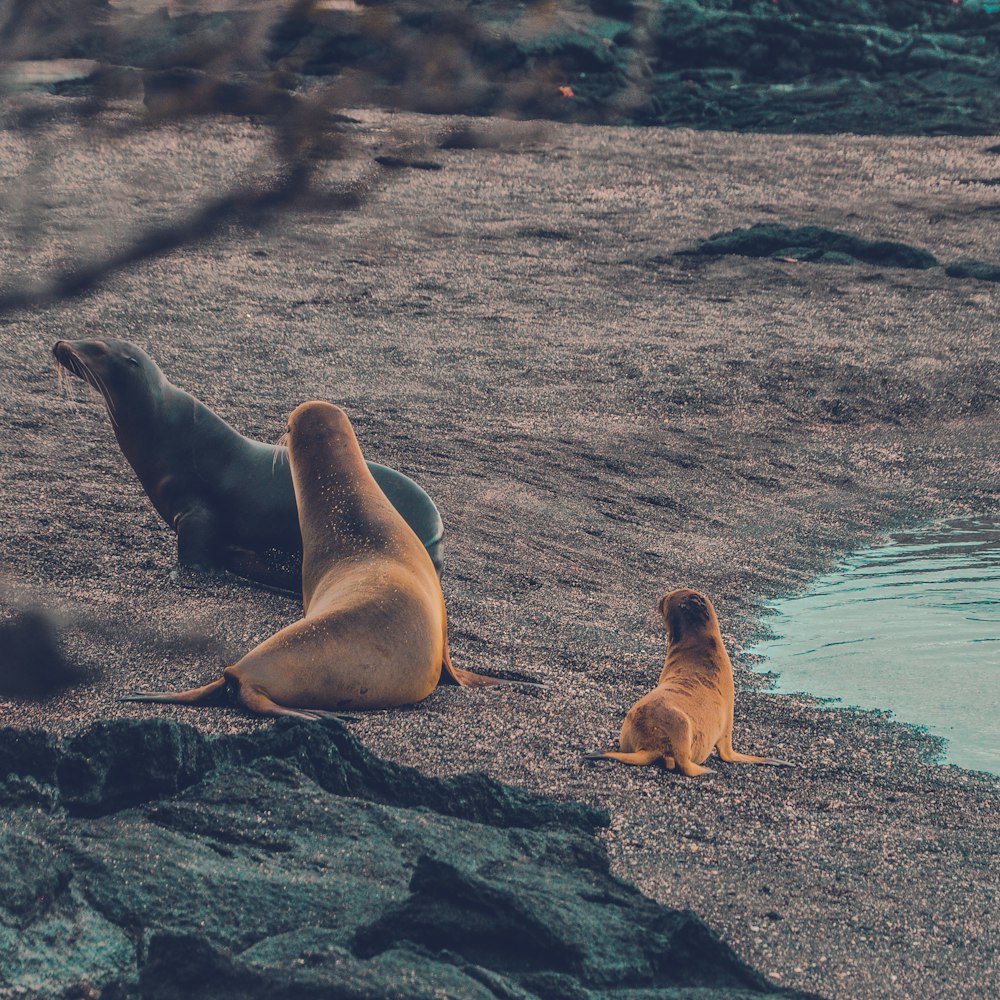 three seals on surface