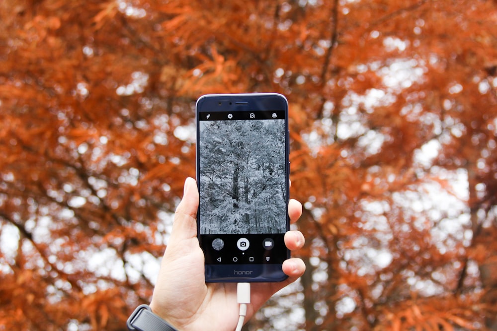 focus photography of person holding blue Honor Android smartphone