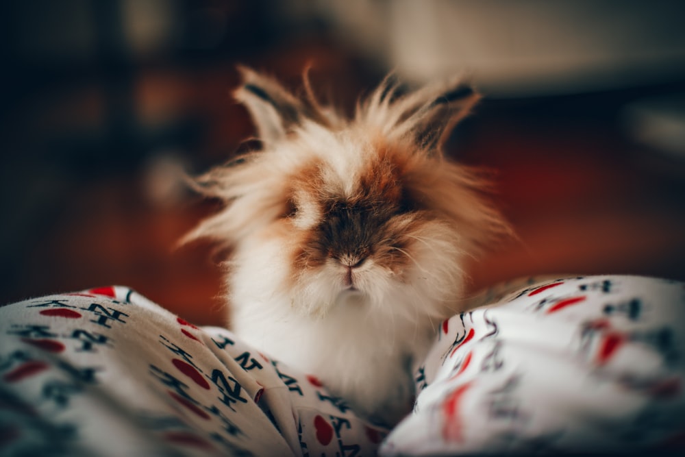 white and brown hamster on white, red, and textile