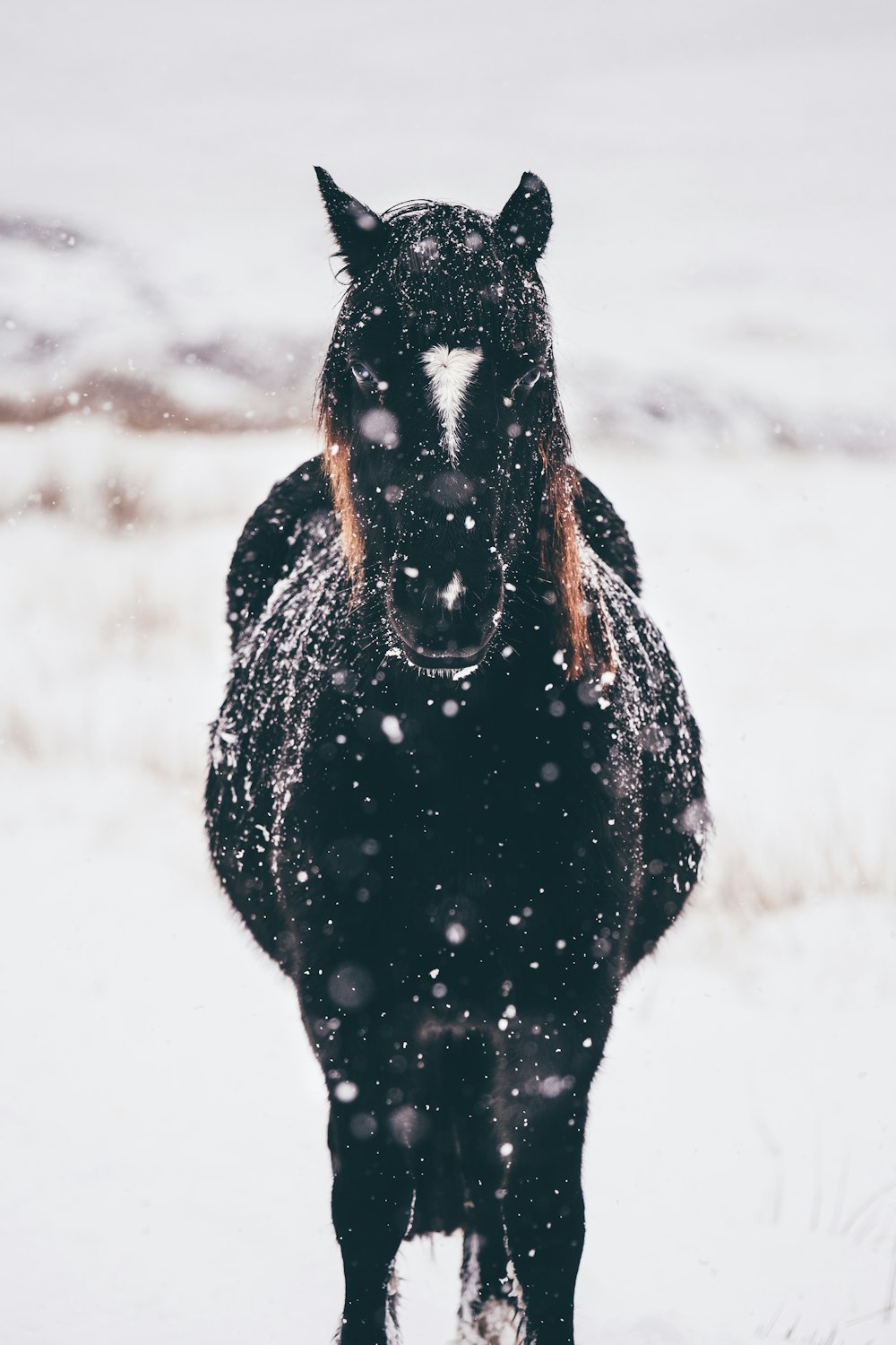 fotografia a fuoco superficiale di cavallo nero in piedi su terreno innevato durante il giorno