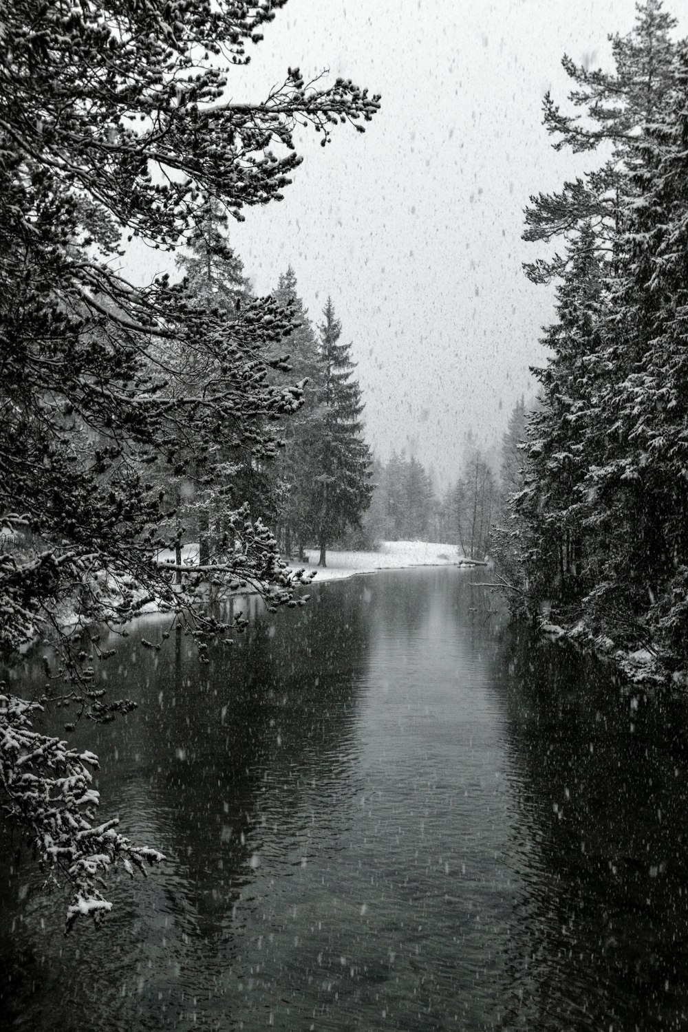 grayscale photo of river besides trees