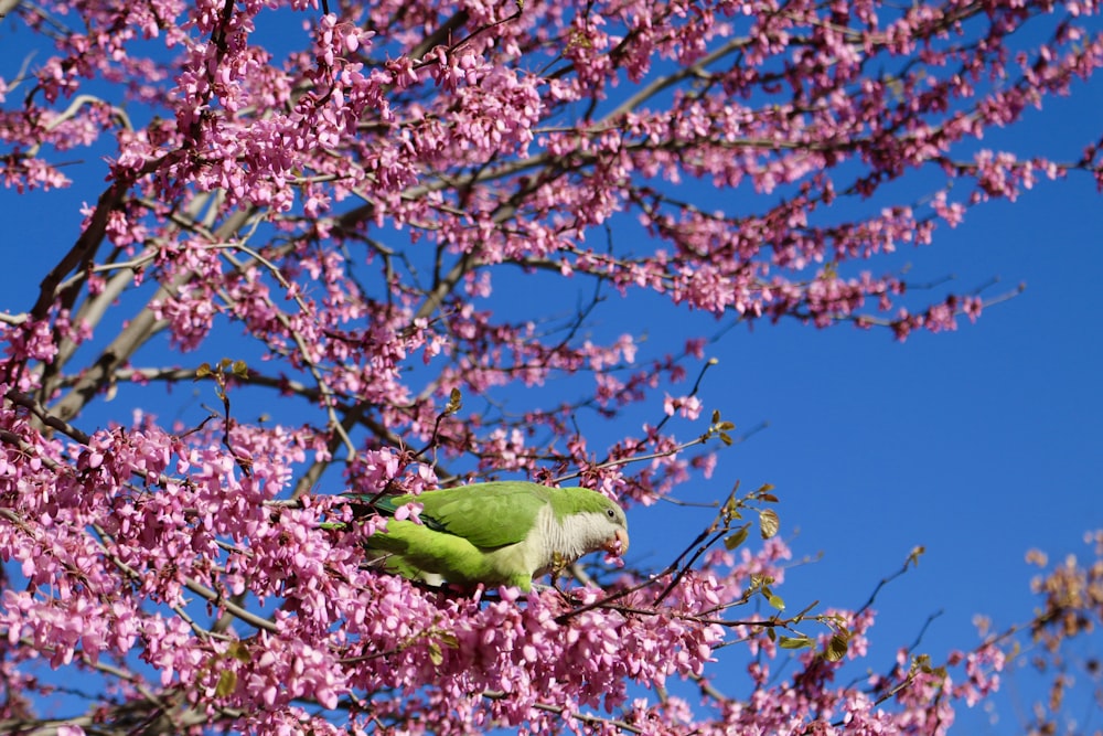 green bird on pink petaled tree during daytime photography
