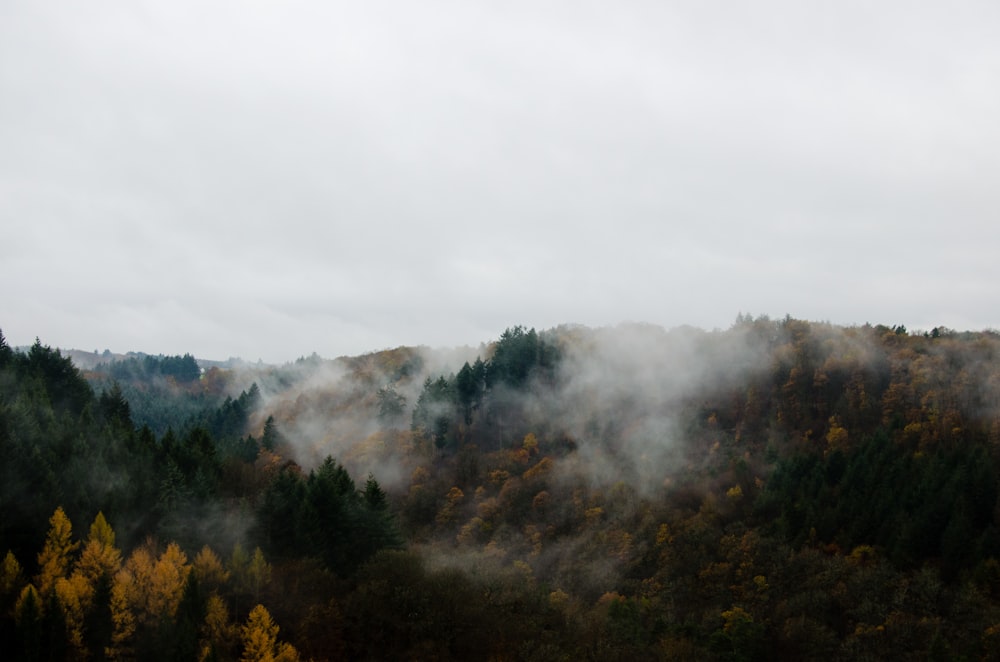 green and brown trees covered with fog