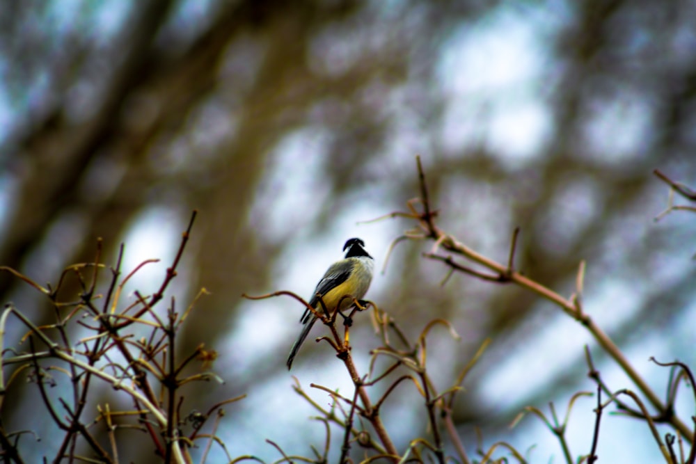 schwarzer und gelber Vogel auf der Pflanze