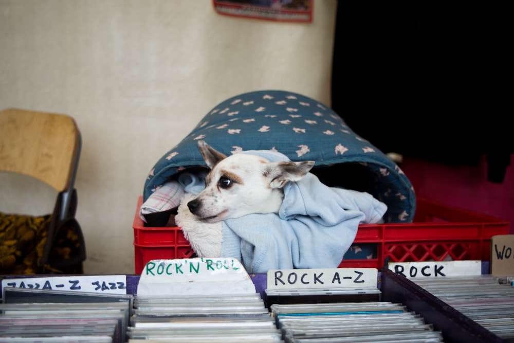 short-coated white dog on red plastic crate