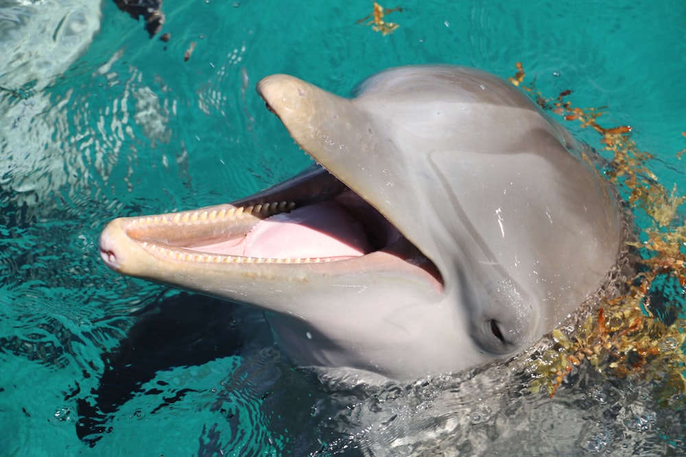 bottlenosed dolphin on top of water