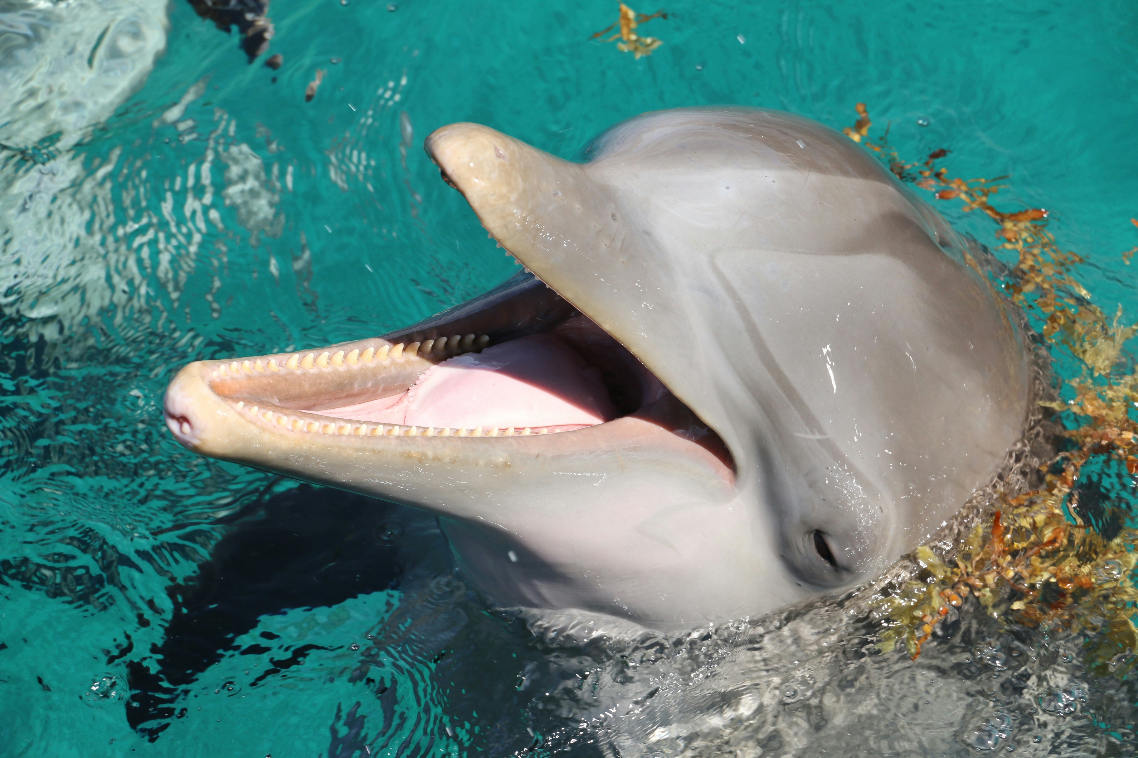 Dolphin Cozumel