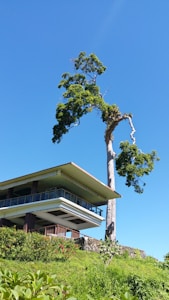 A modern house with a flat roof sits atop a green hill surrounded by lush vegetation. A tall, uniquely shaped tree stands prominently beside the house against a clear blue sky, adding a striking natural element to the scene. The architecture features glass and wooden accents, creating a harmonious blend with its natural surroundings.