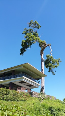 A modern house with a flat roof sits atop a green hill surrounded by lush vegetation. A tall, uniquely shaped tree stands prominently beside the house against a clear blue sky, adding a striking natural element to the scene. The architecture features glass and wooden accents, creating a harmonious blend with its natural surroundings.