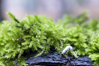 Close-up of moss and caterpillar treatment being applied on garden plants.