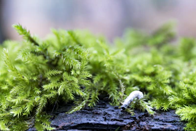Close-up of moss and caterpillar treatment being applied on garden plants.