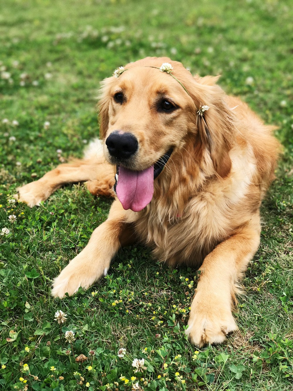 Golden Retriever assis sur de l’herbe verte