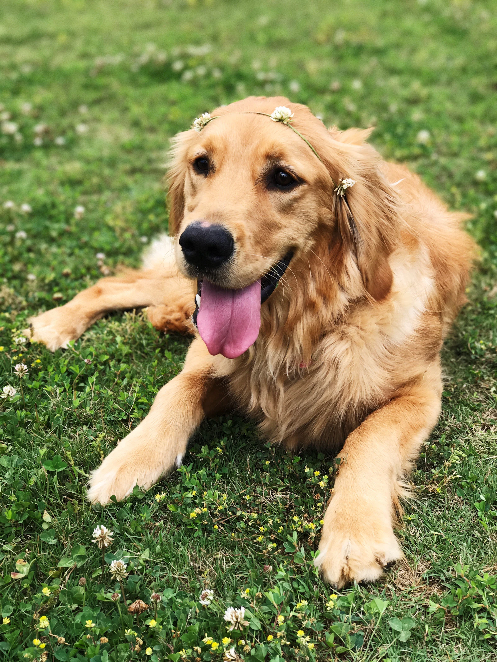 Golden retriever sitting on green grass