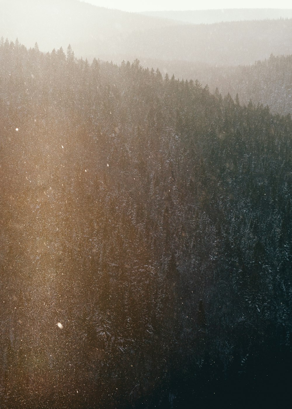 une vue d’une forêt d’un point de vue élevé