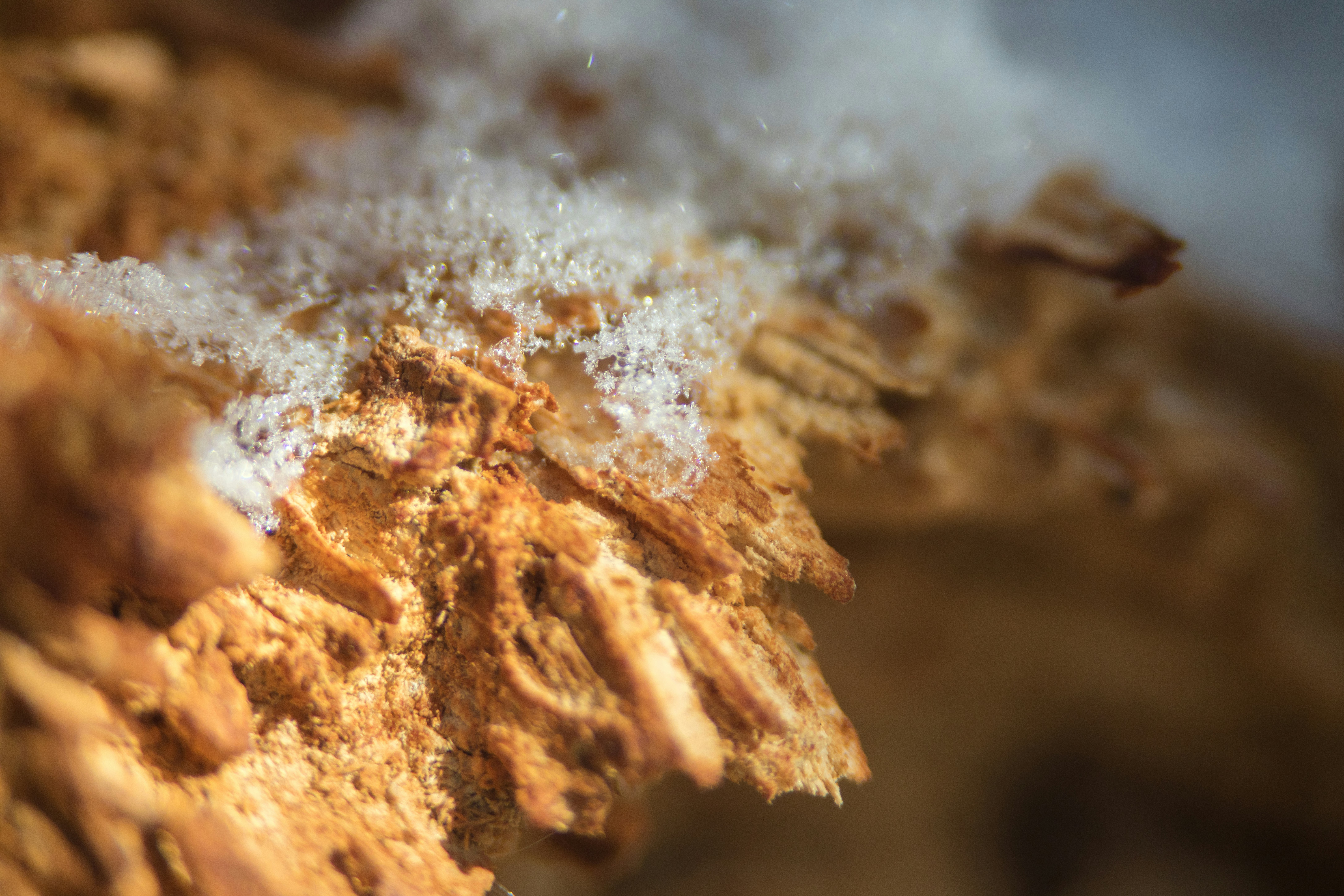 brown and white powder in close up photography