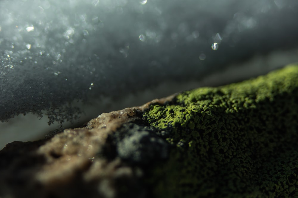 brown and green moss on rock