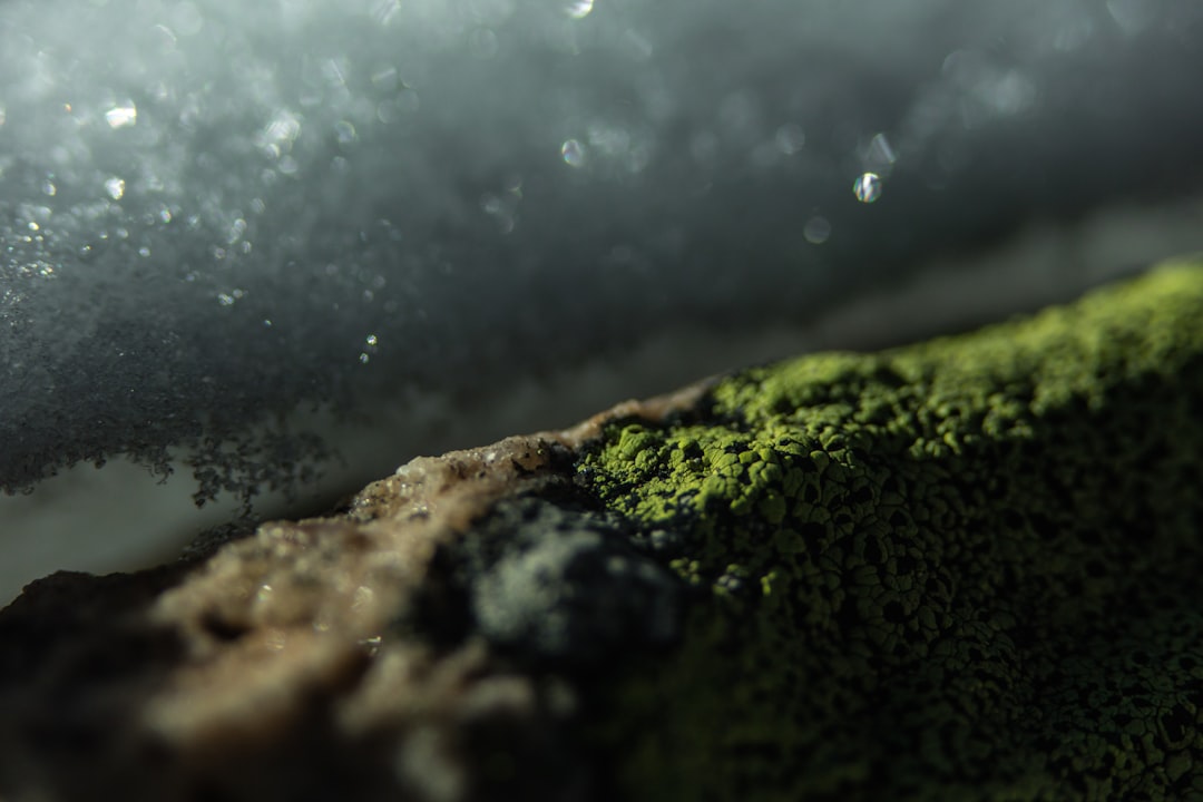 brown and green moss on rock