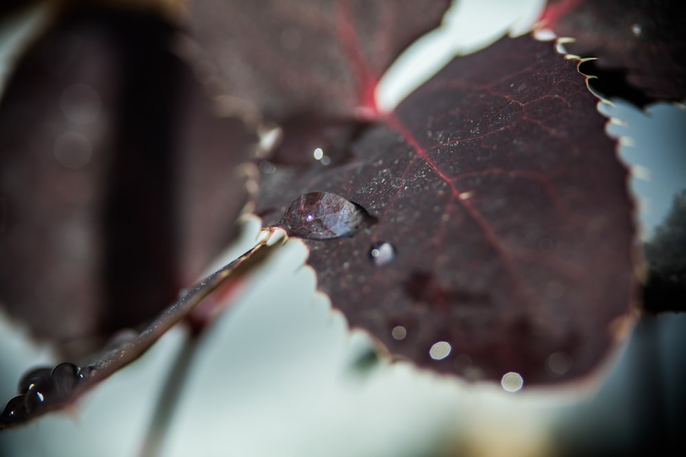 Hoja marrón con gotas de agua