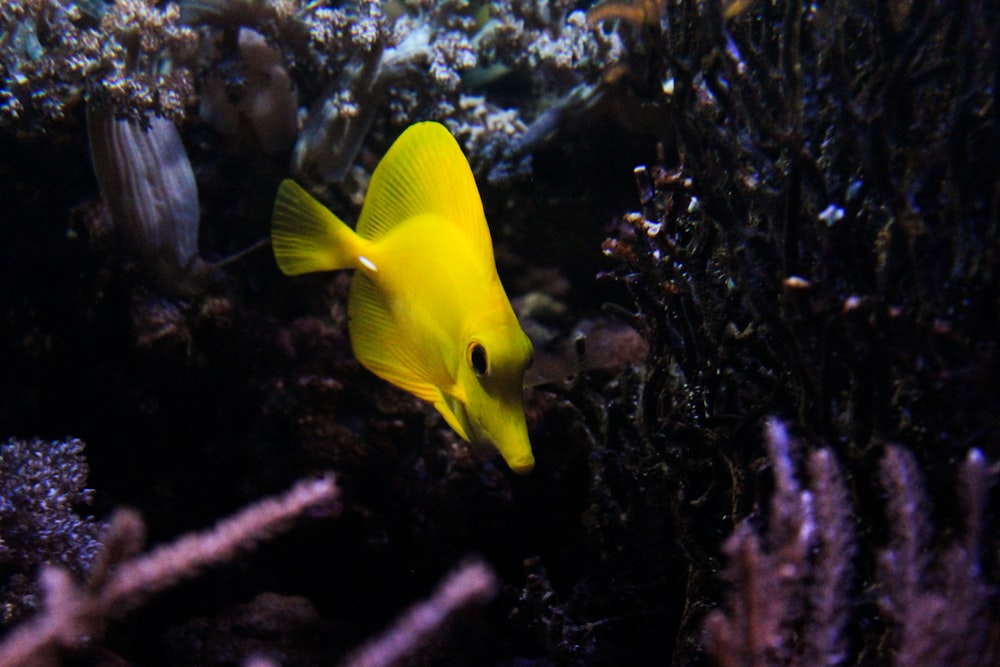 yellow tang near corals