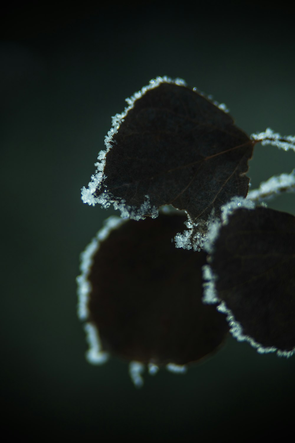 black leaf with water droplets