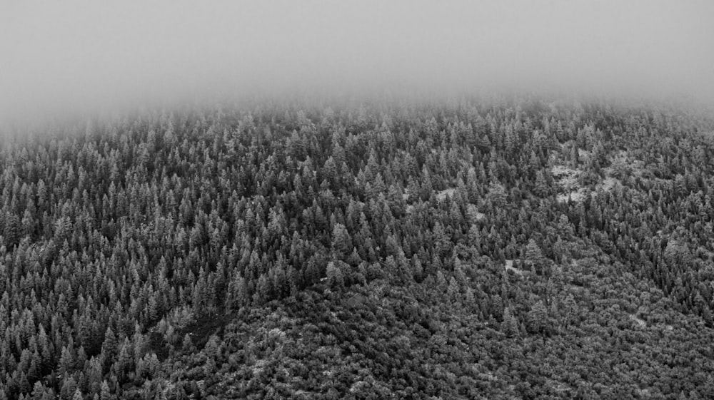 Photo en niveaux de gris de la forêt