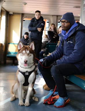 Siberian Husky beside man sitting on bench inside room