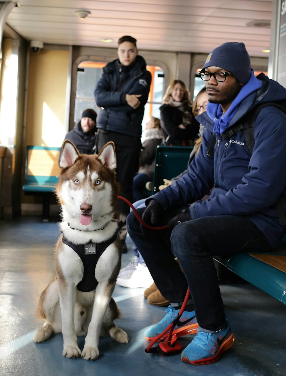 Siberian Husky beside man sitting on bench inside room