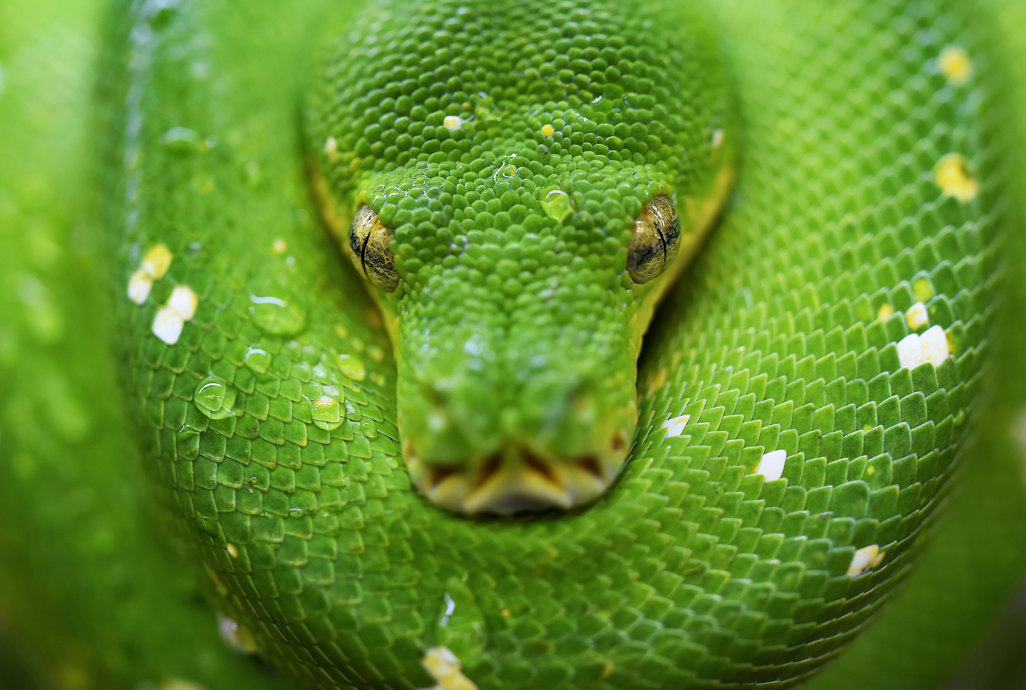 Green Tree Pythons, and the similar Emerald Tree Boa, tend to find a comfortable spot, and lie in a coiled up position for hours, with little or no movement.