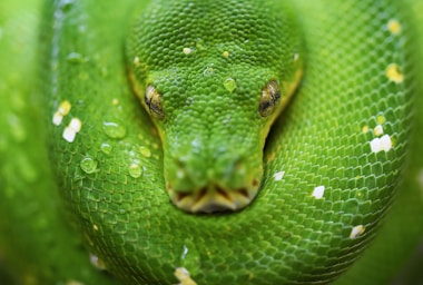 macro photography,how to photograph green tree pythons, and the similar emerald tree boa, tend to find a comfortable spot, and lie in a coiled up position for hours, with little or no movement.; selective focus photo of green snake