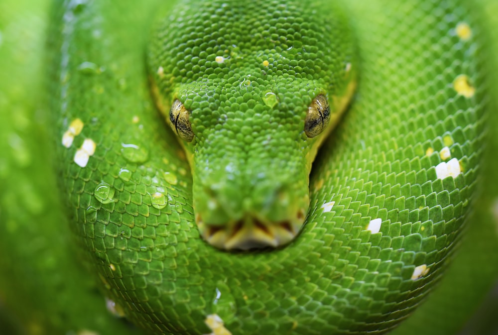 selective focus photo of green snake