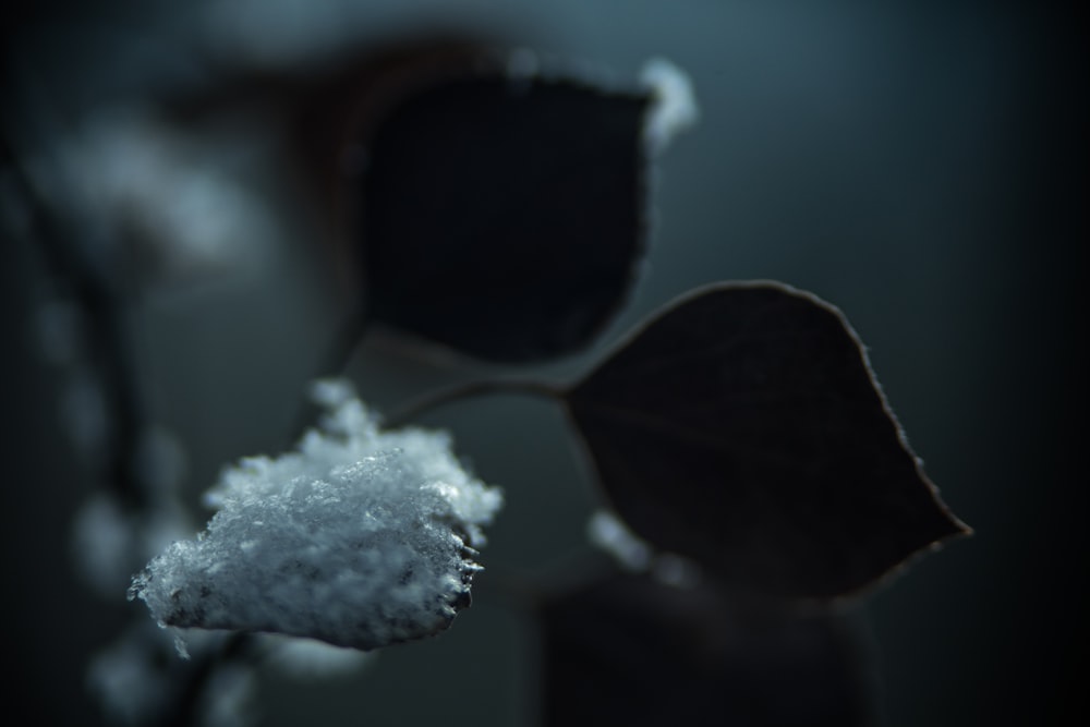 white flower with water droplets