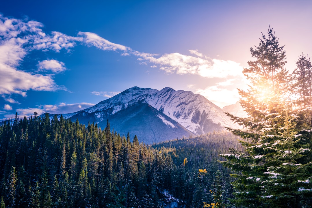 pine trees with background of mountain range