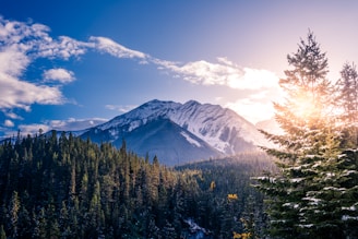 pine trees with background of mountain range