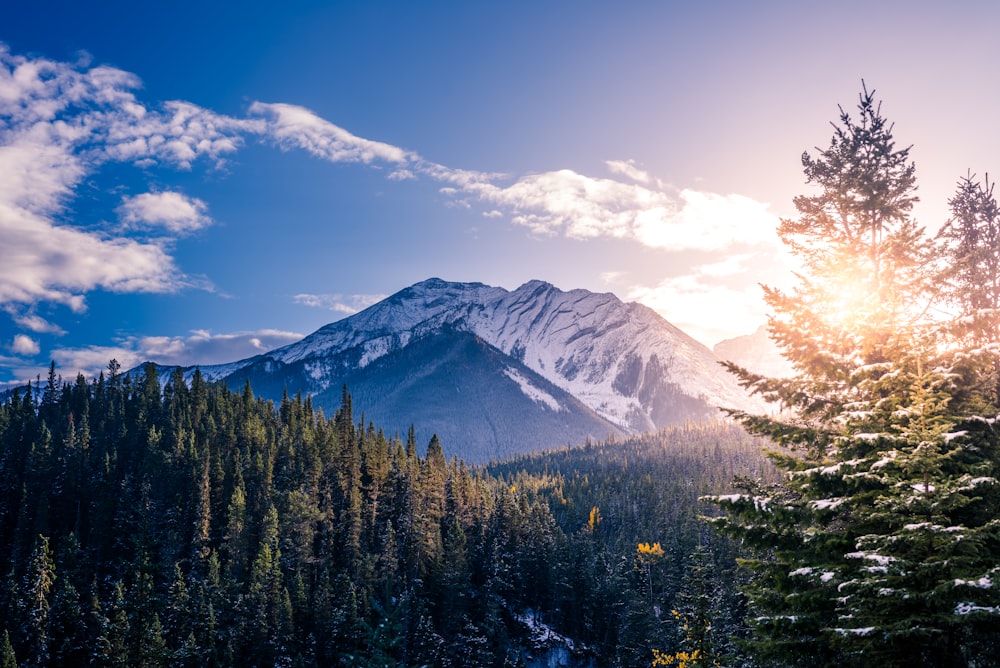 pine trees with background of mountain range