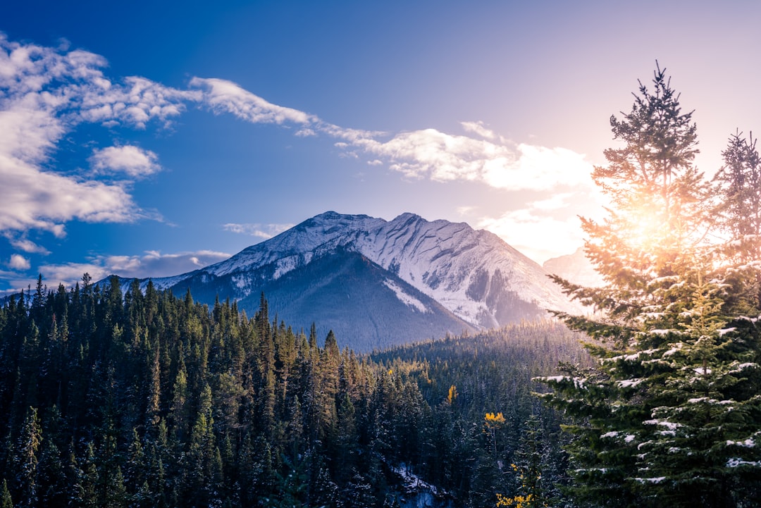 pine trees with background of mountain range,
