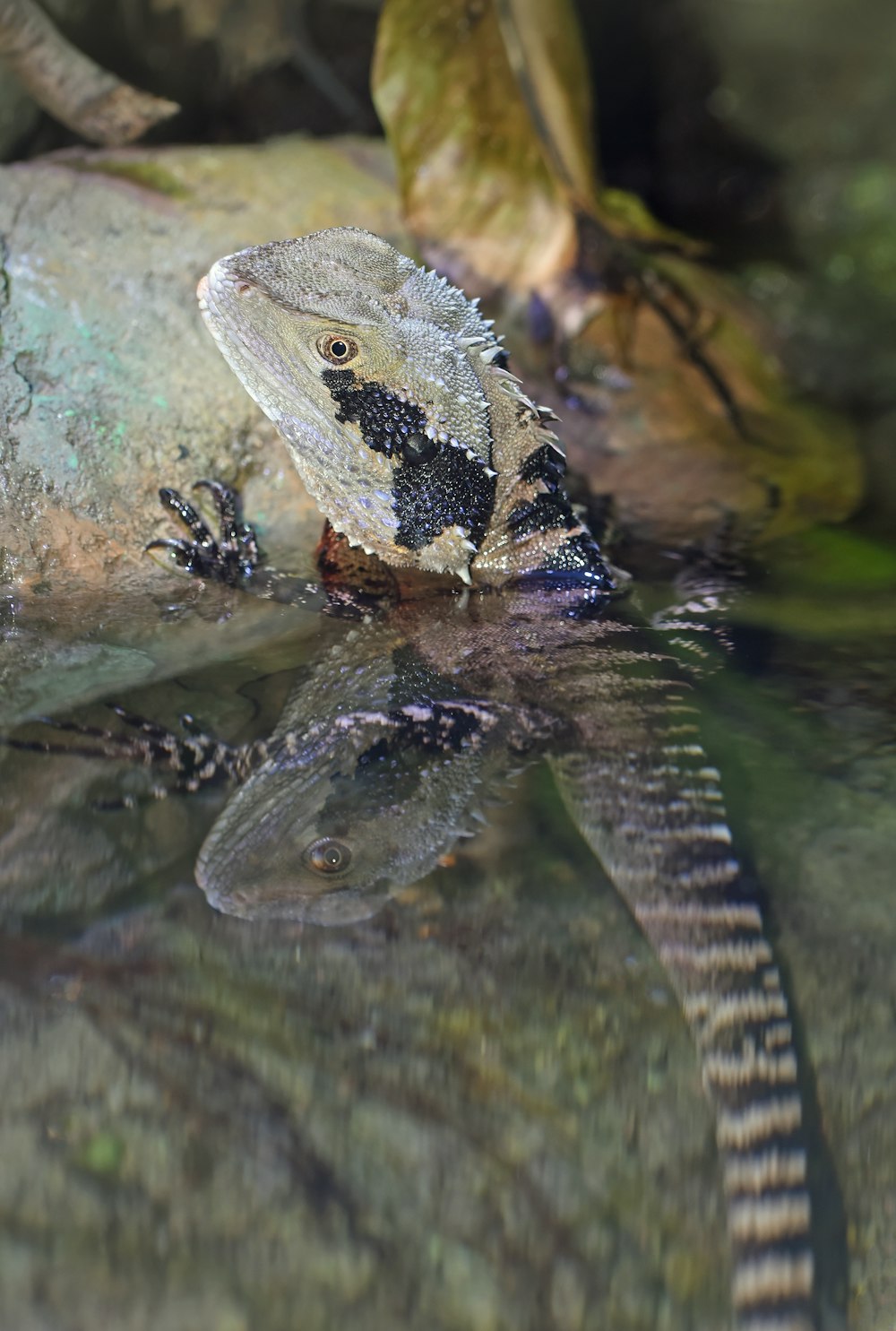 Brauner und grauer Perlendrache auf dem Wasser Nahaufnahme Fotografie