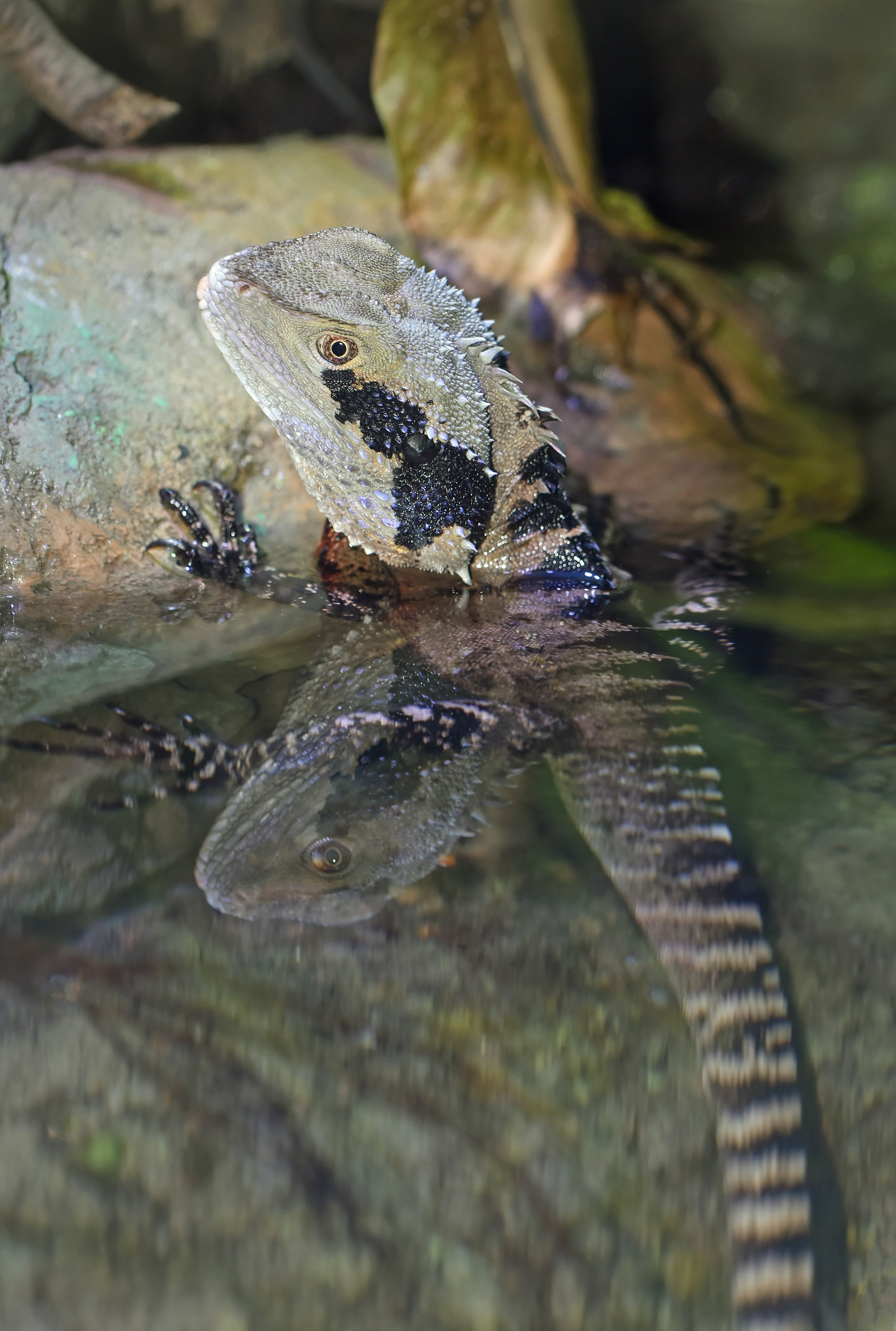 brown and grey beaded dragon on water closeup photography