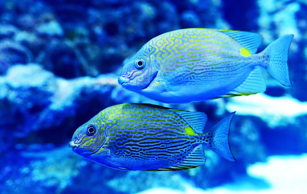 2匹の黄色と青の魚