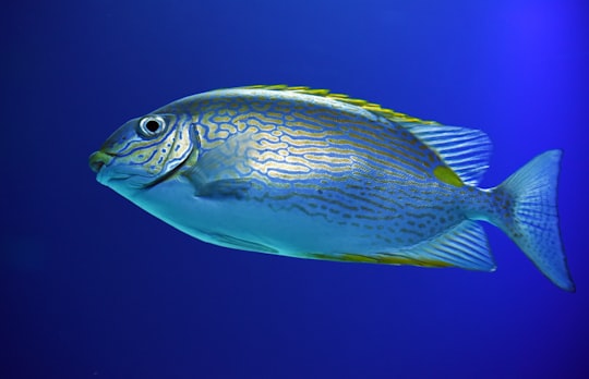 gray fish under water in Cairns Aquarium Australia