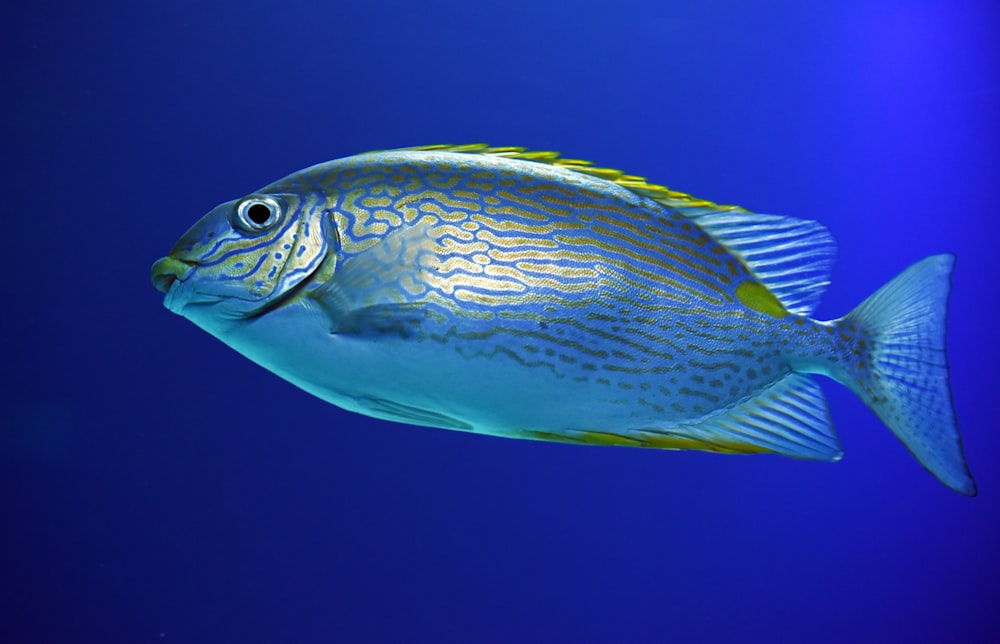 peces grises bajo el agua